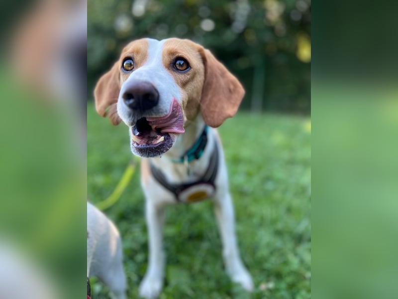 Tobi – Schüchterner Herzenshund sucht seine Menschen!