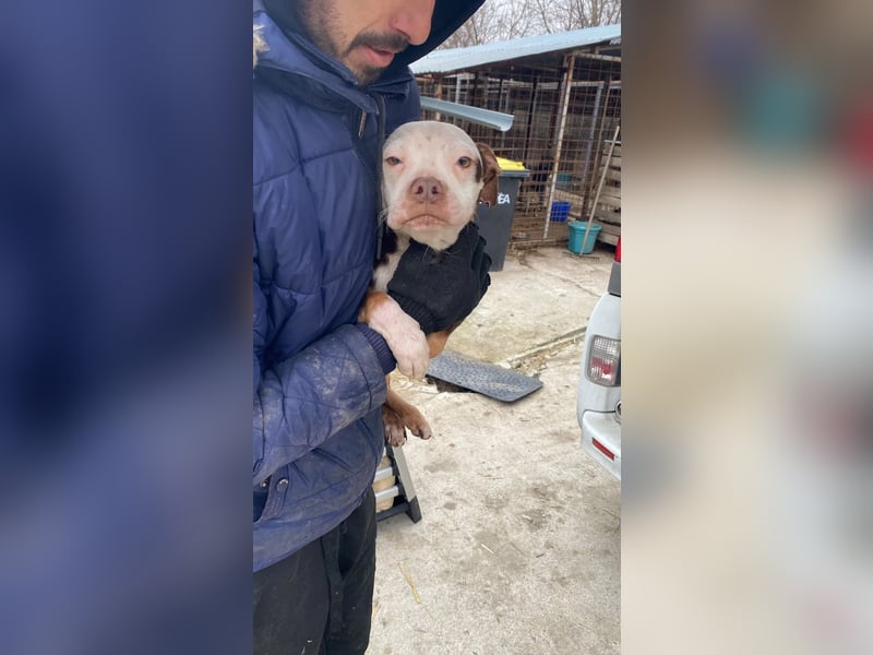 Mando- kleiner Hund mit großem Herz