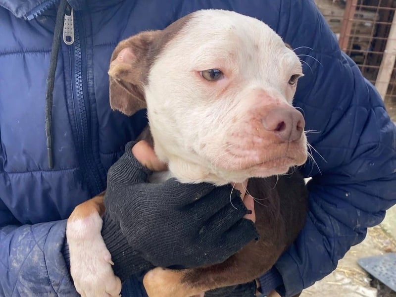 Mando- kleiner Hund mit großem Herz