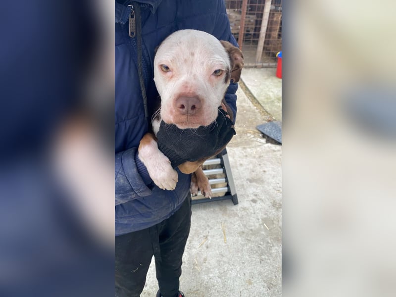 Mando- kleiner Hund mit großem Herz