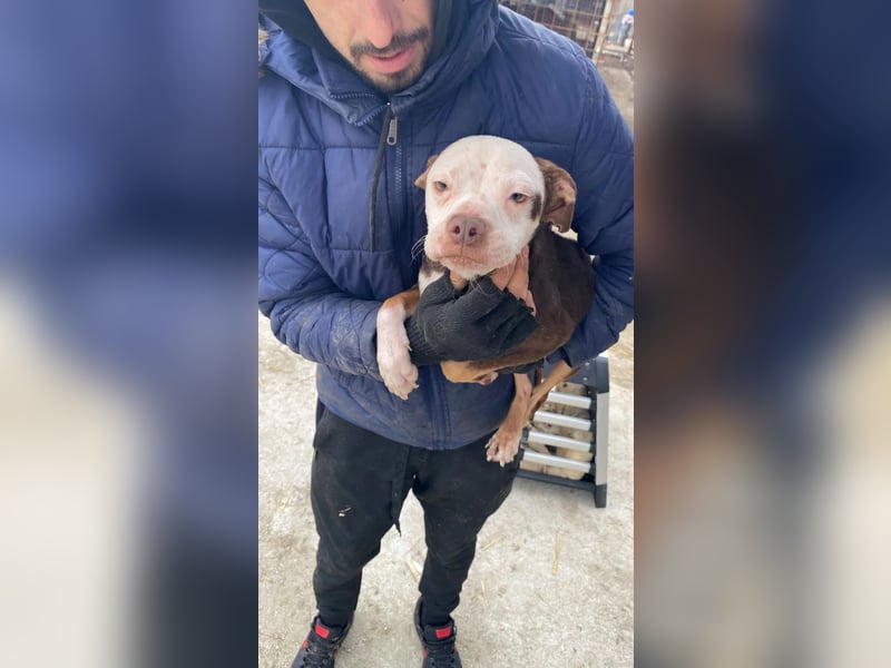 Mando- kleiner Hund mit großem Herz