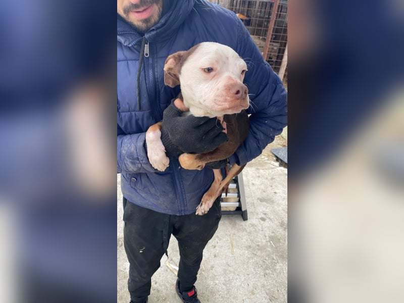 Mando- kleiner Hund mit großem Herz