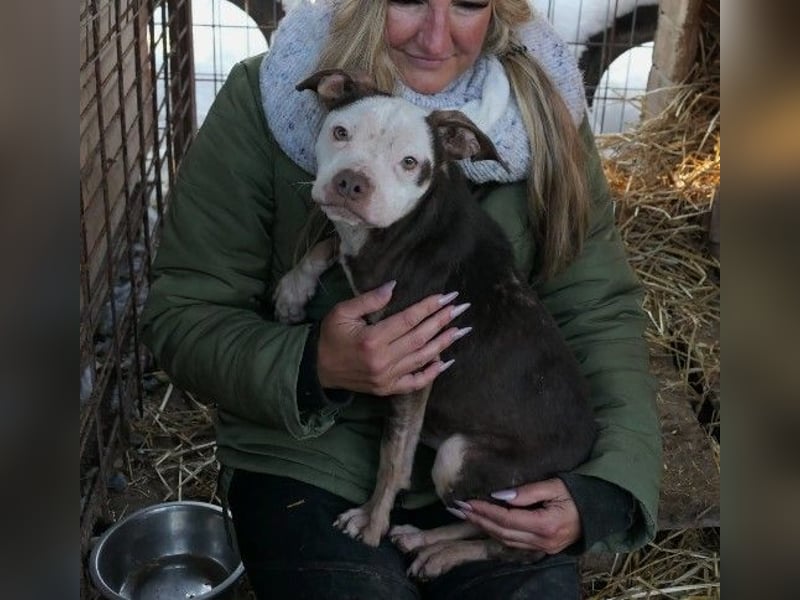 Mando- kleiner Hund mit großem Herz