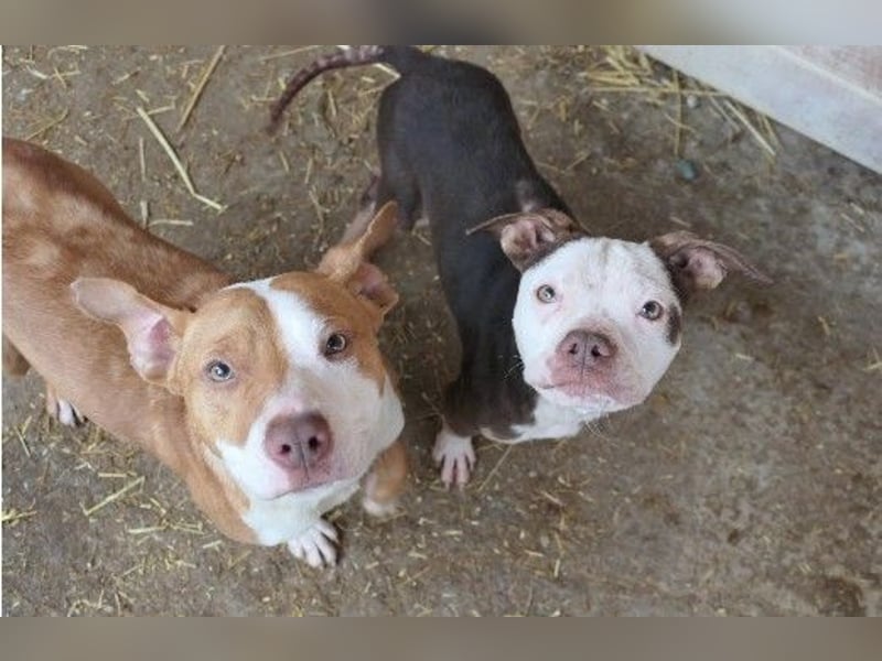 Mando- kleiner Hund mit großem Herz