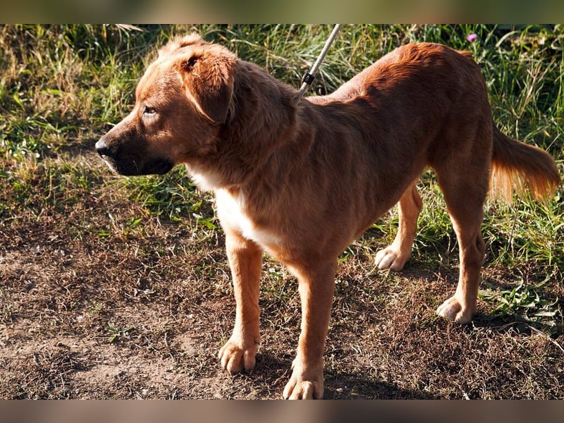 Toto sitzt der Schalk im Nacken