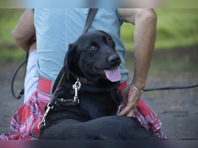 Cooper der II, immer gut aufgelegt und auch lieb zu Kindern
