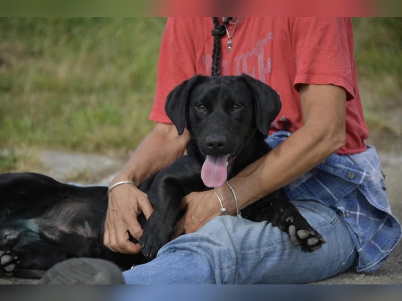 Cooper der II, immer gut aufgelegt und auch lieb zu Kindern