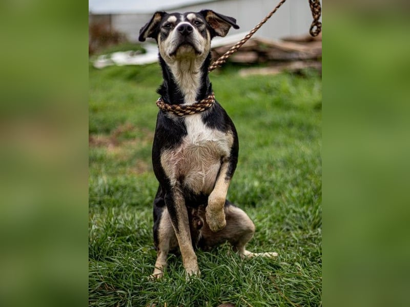 Lala, sehr aktiver Hund, der Euch gefallen möchte