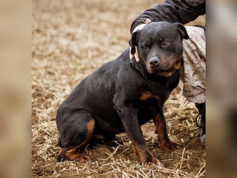 Paul, Rottweiler Mischlingsrüde wünscht sich eine Familie