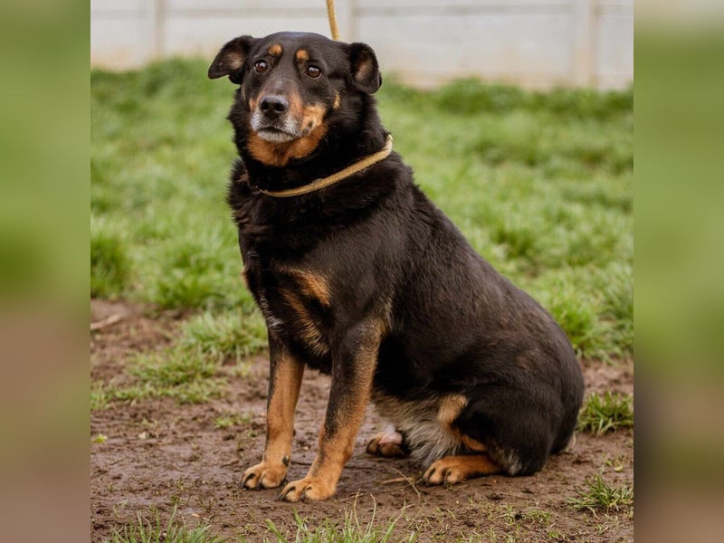 Rexi, ein toller Hund für Jedermann