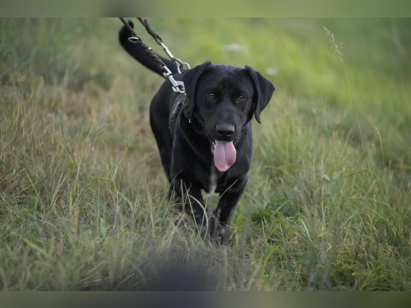 Cooper der II, immer gut aufgelegt und auch lieb zu Kindern