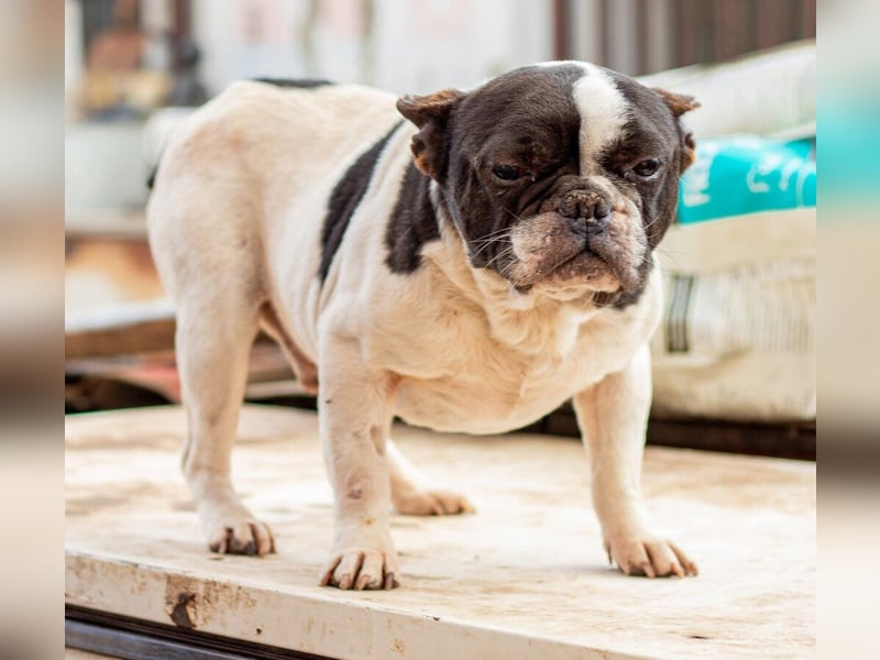Sanyi, kleiner franz. Bulldogenmischling Bubi