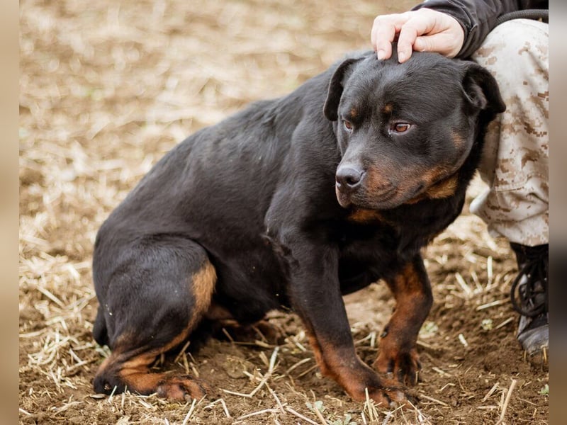 Paul, Rottweiler Mischlingsrüde wünscht sich eine Familie