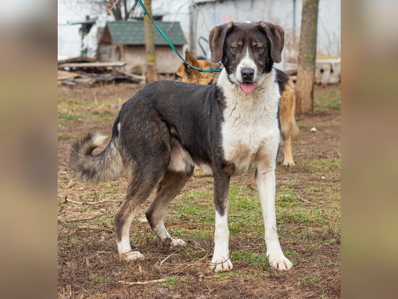 Tyson, kommt aus traurigen Verhältnissen und möchte das ändern