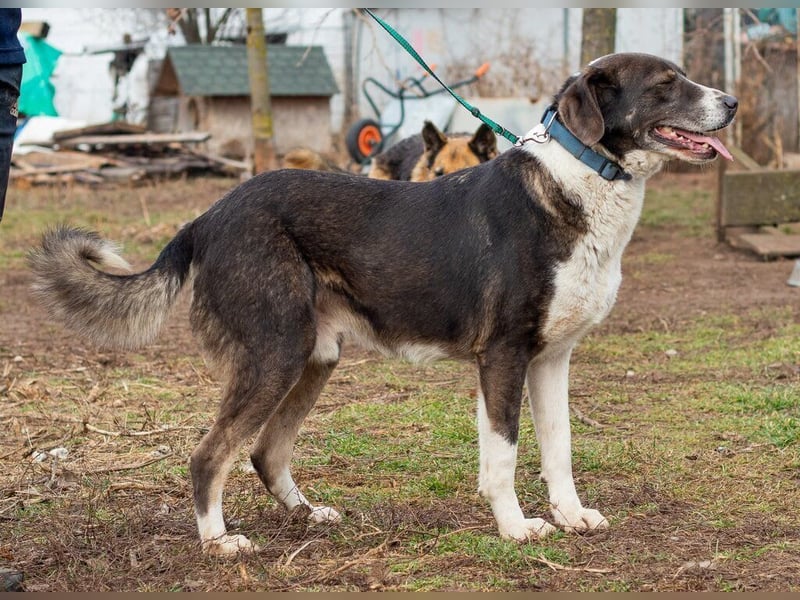 Tyson, kommt aus traurigen Verhältnissen und möchte das ändern