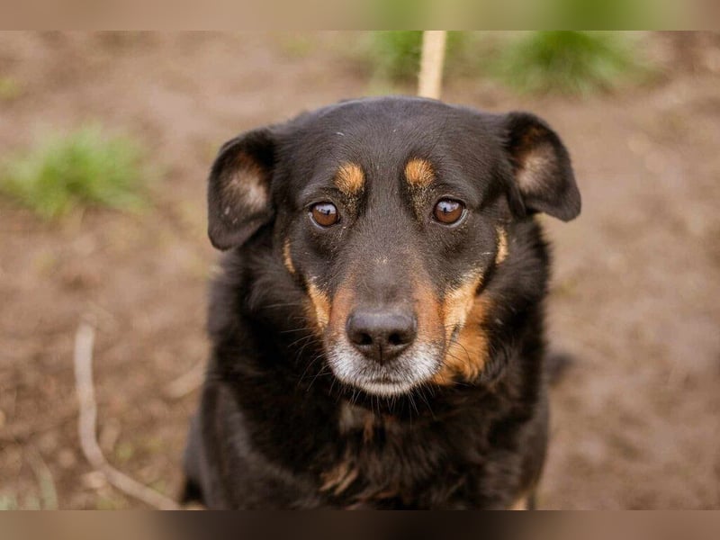 Rexi, ein toller Hund für Jedermann