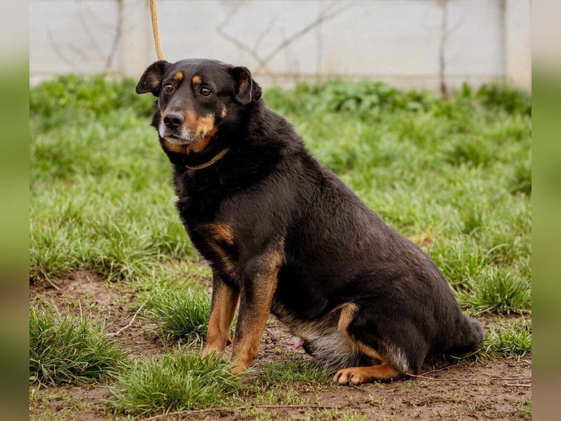 Rexi, ein toller Hund für Jedermann