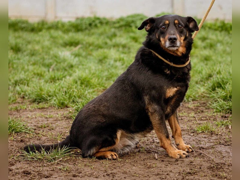 Rexi, ein toller Hund für Jedermann