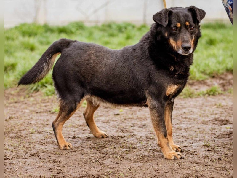 Rexi, ein toller Hund für Jedermann