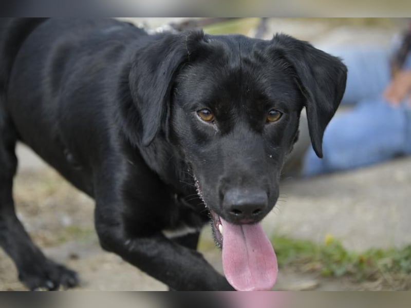 Cooper der II, immer gut aufgelegt und auch lieb zu Kindern