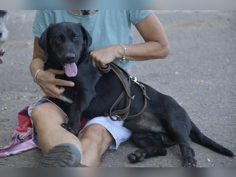 Cooper der II, immer gut aufgelegt und auch lieb zu Kindern
