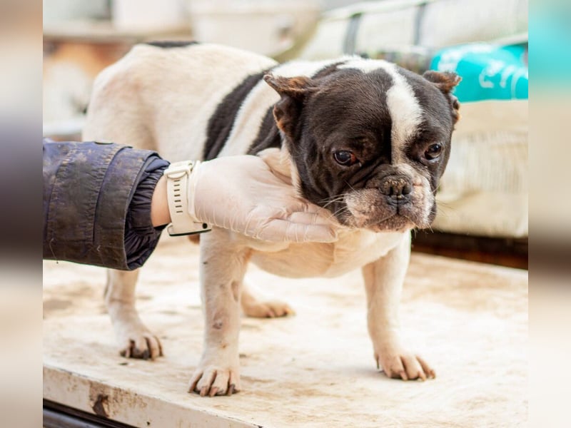 Sanyi, kleiner franz. Bulldogenmischling Bubi