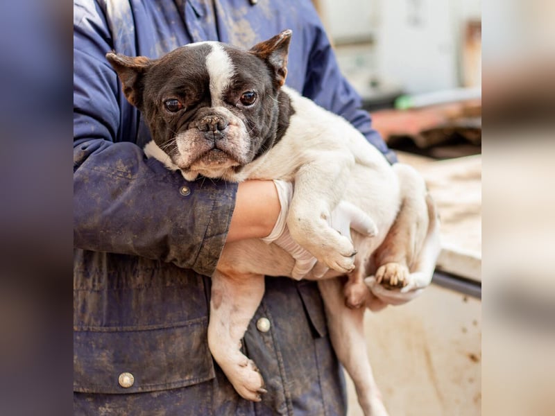 Sanyi, kleiner franz. Bulldogenmischling Bubi