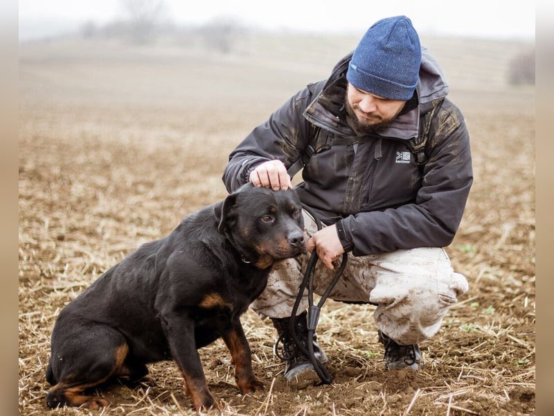 Paul, Rottweiler Mischlingsrüde wünscht sich eine Familie