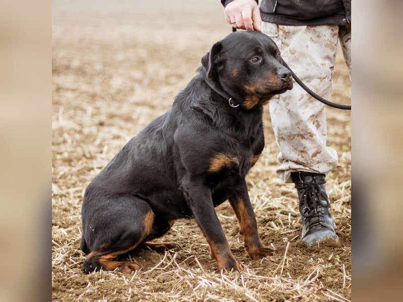 Paul, Rottweiler Mischlingsrüde wünscht sich eine Familie