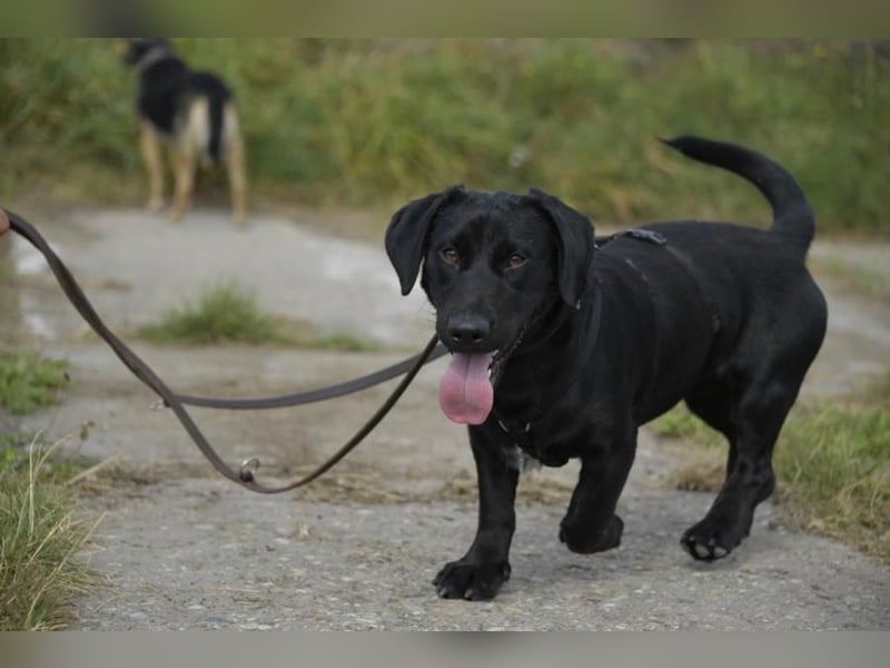 Cooper der II, immer gut aufgelegt und auch lieb zu Kindern