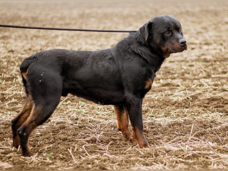 Paul, Rottweiler Mischlingsrüde wünscht sich eine Familie