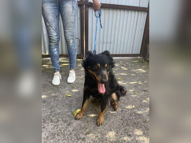 Der liebe Szabi ist ein Sonnenschein auf vier Pfoten !