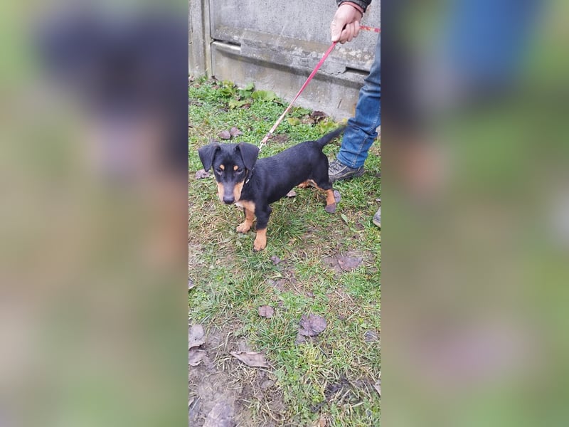 Wirbelwind Marci sucht ein Zuhause !