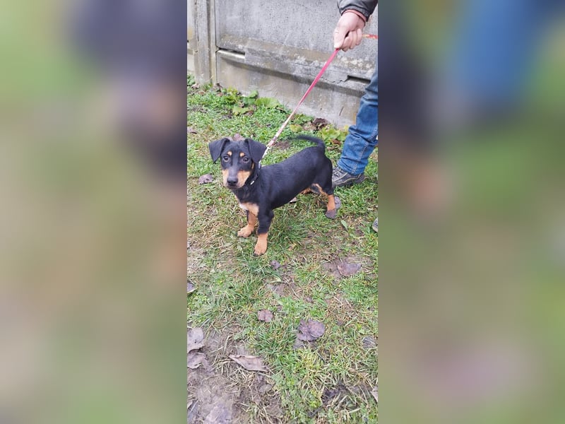 Wirbelwind Marci sucht ein Zuhause !