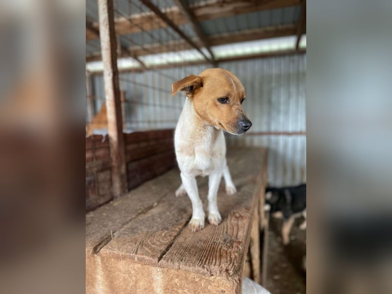 Kleiner Freddi sucht liebevolles Zuhause