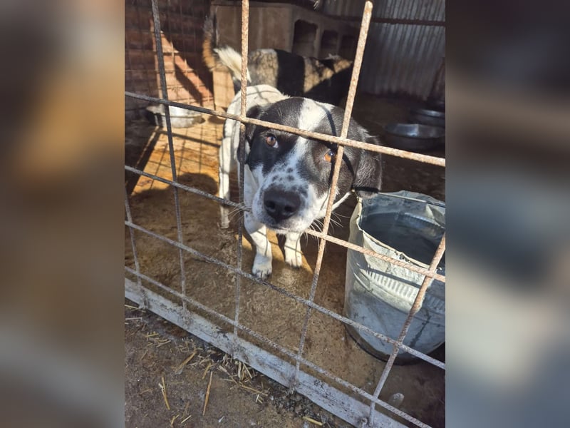 Kleiner Poldi(2 Jahre/35 cm/9 kg) sucht seine Familie