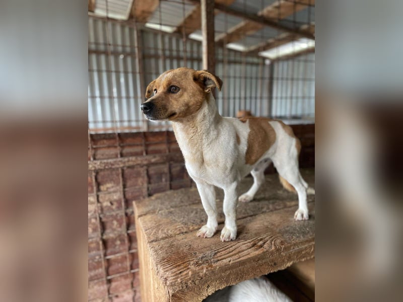 Kleiner Freddi sucht liebevolles Zuhause