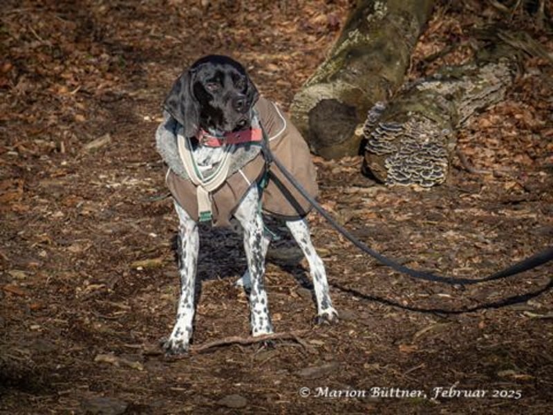Benny ist verschmust, sportlich und aktiv