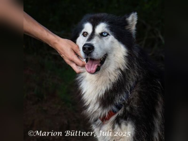 Aris ist ein menschengezogener Huskybub