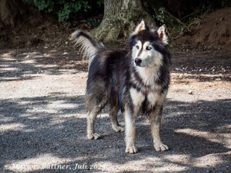 Aris ist ein menschengezogener Huskybub