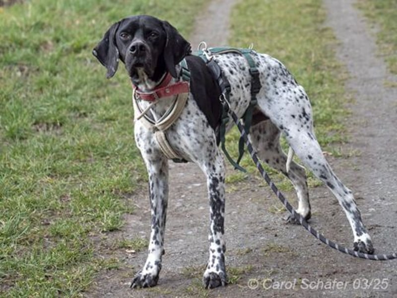 Benny ist verschmust, sportlich und aktiv