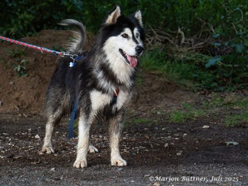 Aris ist ein menschengezogener Huskybub