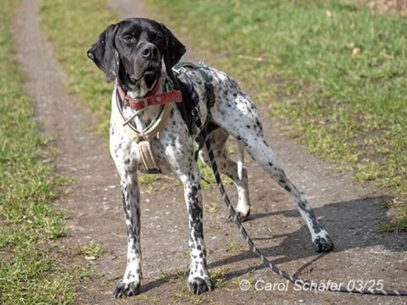 Benny ist verschmust, sportlich und aktiv