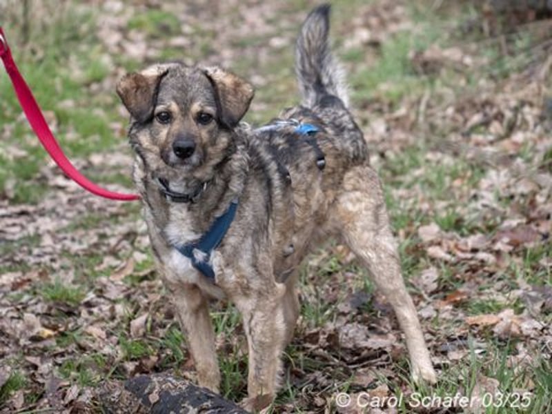 Cretu ist ein perfekter Familienhund
