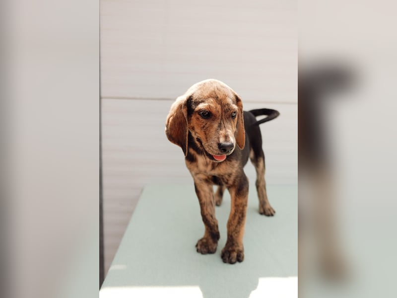 Jagdhund Mix Hugo