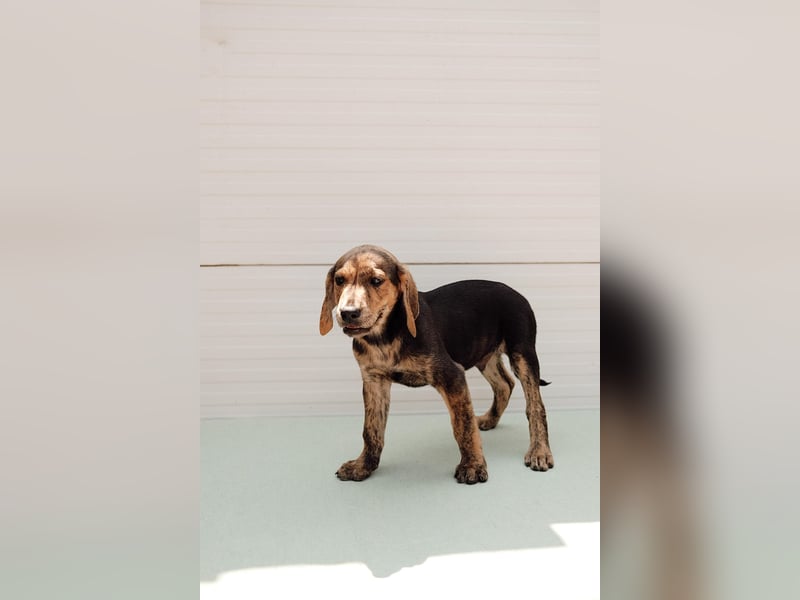 Jagdhund Mix Hugo