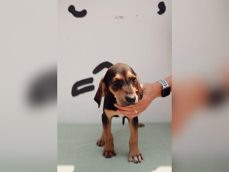 Jagdhund Mix Emil