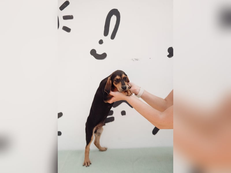 Jagdhund Mix Emil