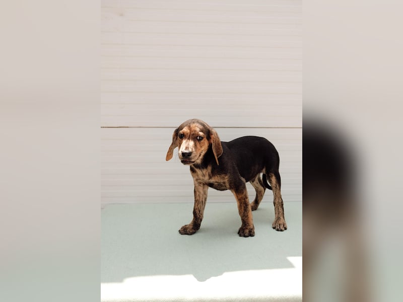 Jagdhund Mix Hugo