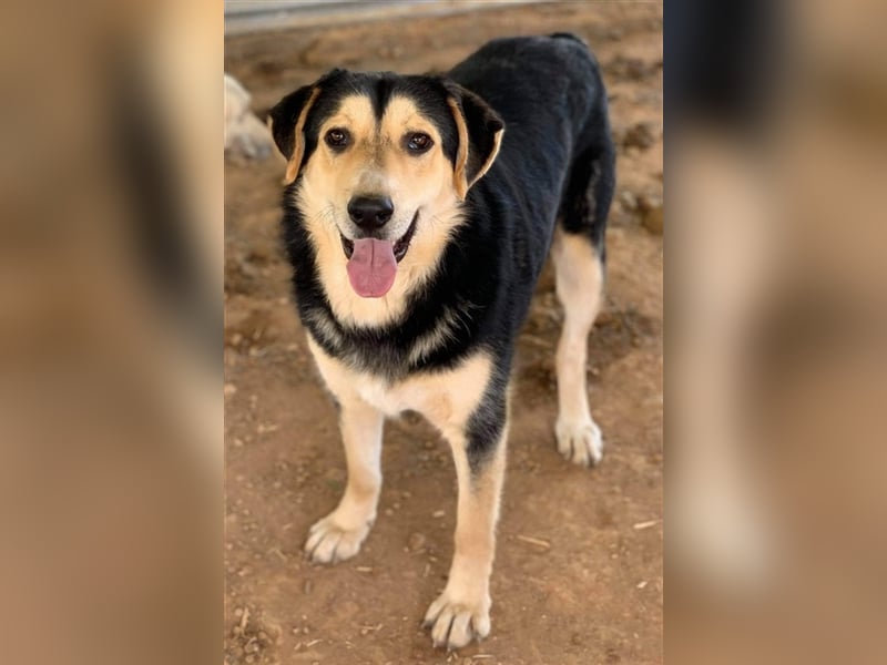 Pamelaki, geb. ca. 04/2019, lebt in GRIECHENLAND auf einem Gelände, auf dem die Hunde notdürftig ver